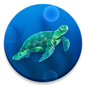 CodyCross Turtles And Tortoises